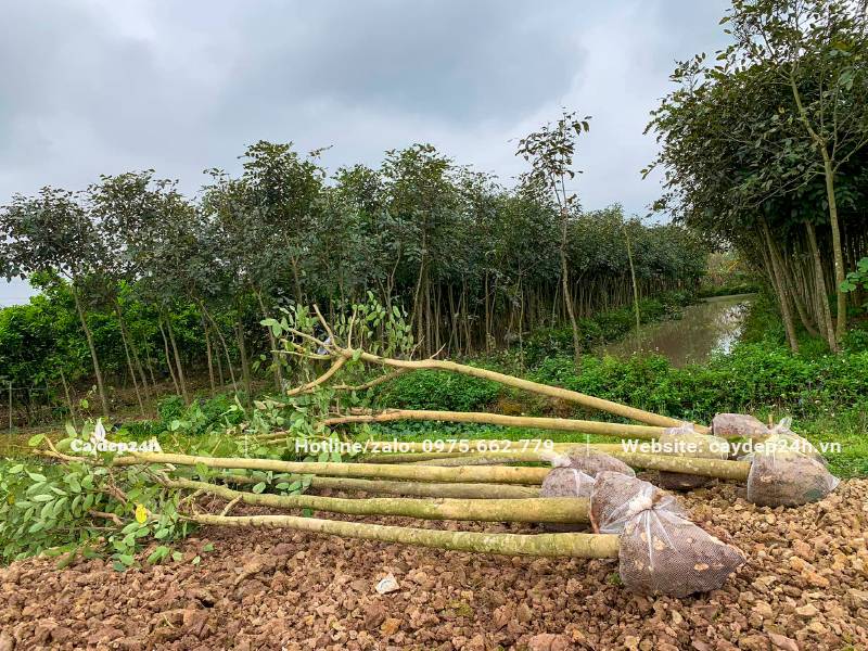 Bứng và cắt tỉa tay cành số lượng lớn cây Muồng Hoàng Yến đường kính gốc 10cm