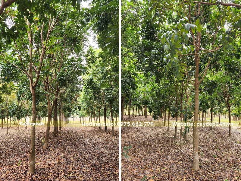 Nhà vườn nuôi trồng cây Nhạc Ngựa công trình cao hơn 5m