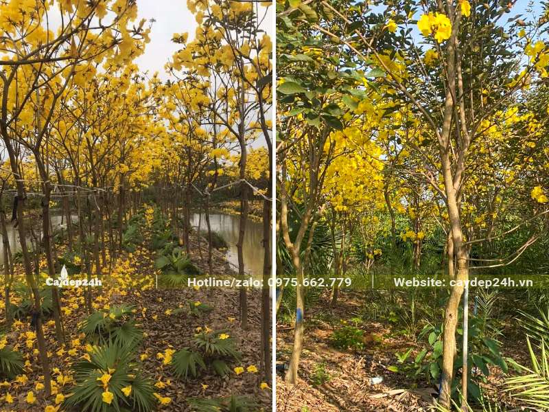 Vườn Phong Linh vàng mùa hoa nở rộ trông vô cùng rực rỡ