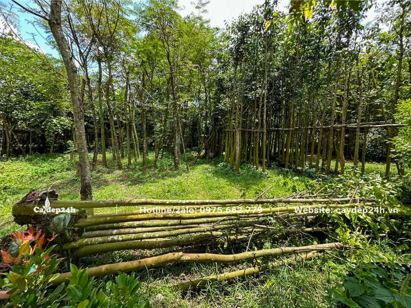 Chọn và xếp riêng cây Sao Đen cao 5, đk gốc 12 - 15cm