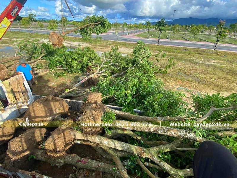 Hàng trăm cây Lộc Vừng đường kính gốc 20cm tập két trồng tại khu nhà máy