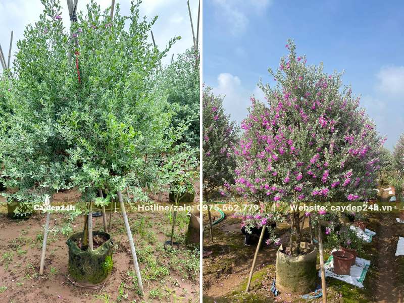 Vườn dưỡng cây Tuyết Sơn Phi Hồng cao 2m, đường kính tán gần 1m