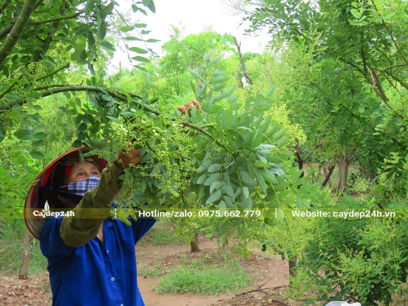 Bà con nông dân đang thu hái nụ hoa hòe tươi