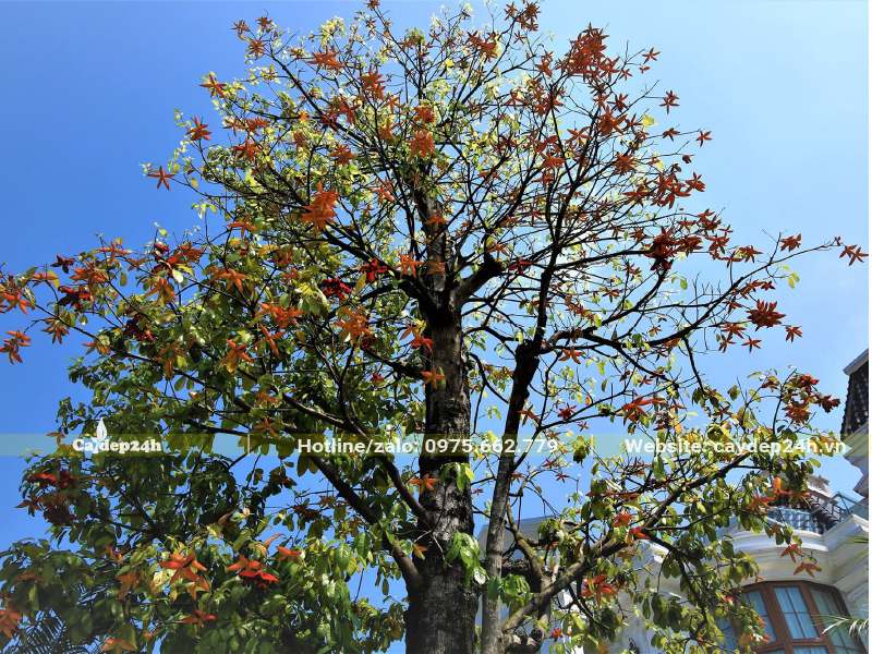 Cây Sang thẳng đẹp, phân tán đều