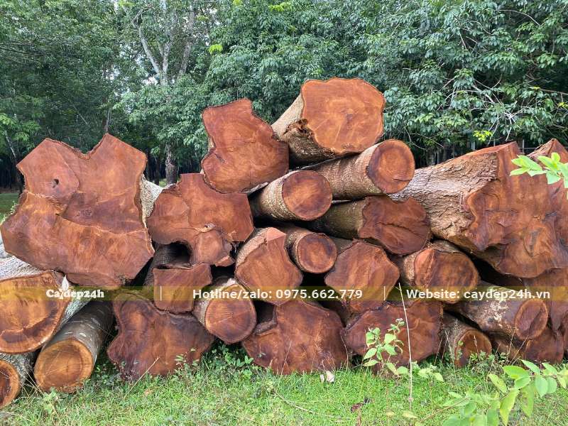 Đống gỗ Xà Cừ mới khai thác