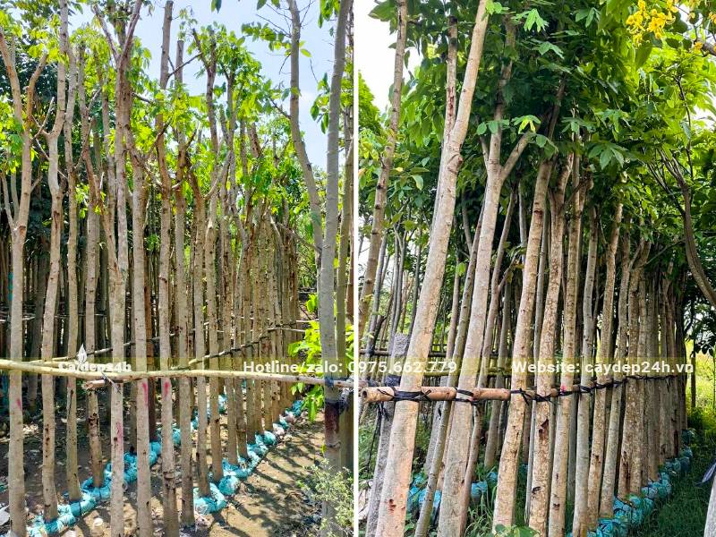 Dâm ủ bầu chìm số lượng lớn cây Muồng Hoàng Yến lâu năm