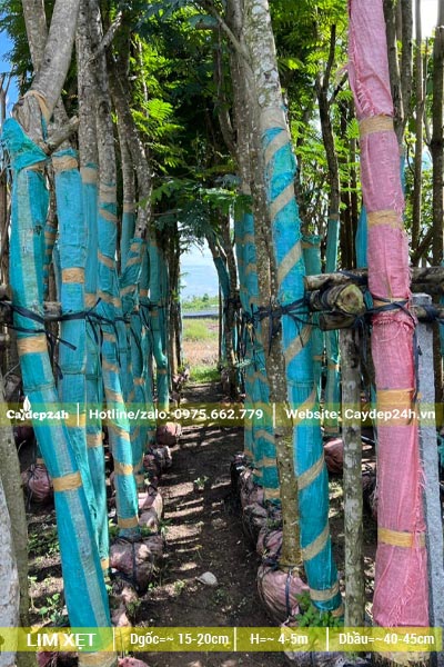 Thân cây Lim Xẹt được cuốn lưới để giữ ẩm trước khi dâm ủ