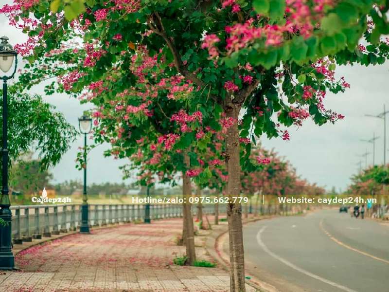 Hàng cây Ban Tím trồng trên vỉa hè đường phố