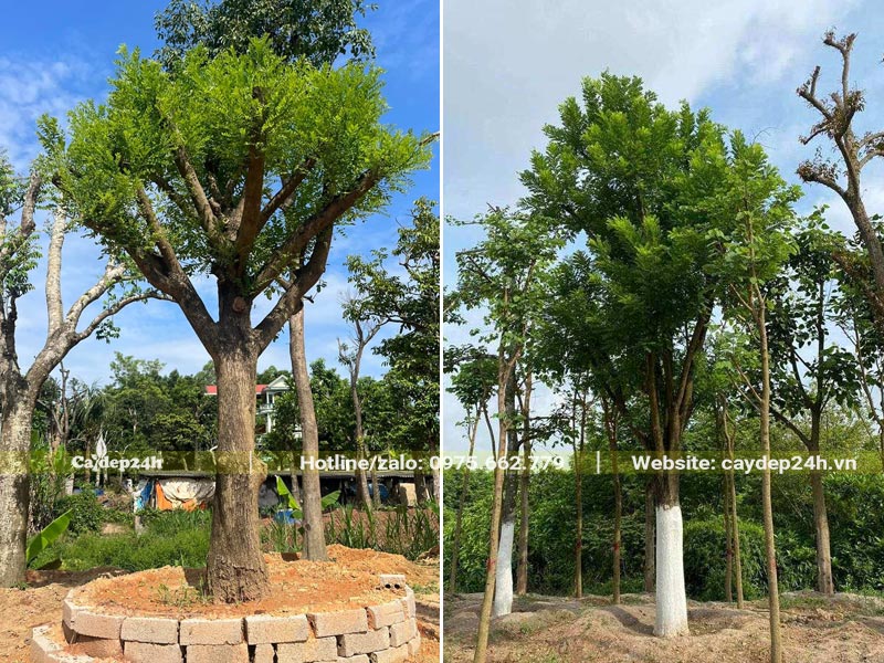 Hai cây Hoa Hòe cổ thụ đường kính gốc 20 - 30cm
