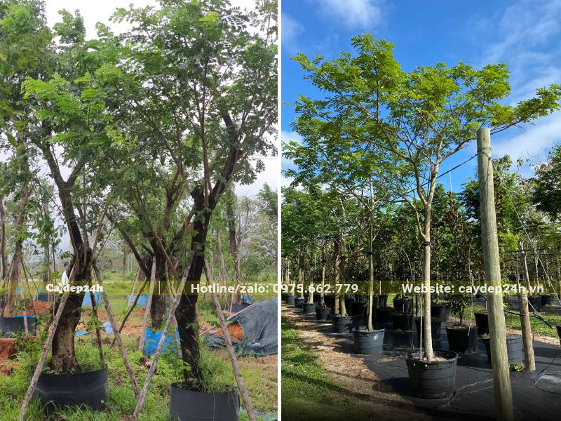Quây bầu nổi để dưỡng cây Me Tây công trình đường kính gốc 5cm và 20cm