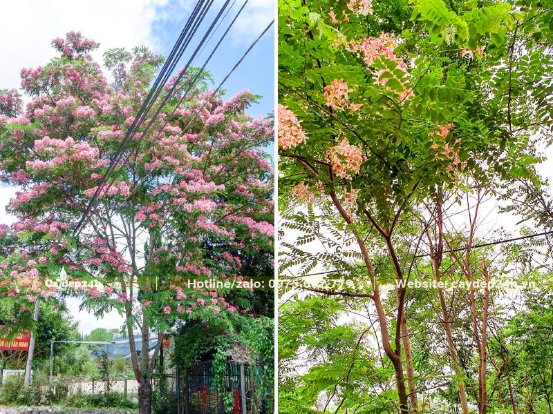 Cây Muồng Hoa Đào nở hoa rực rỡ