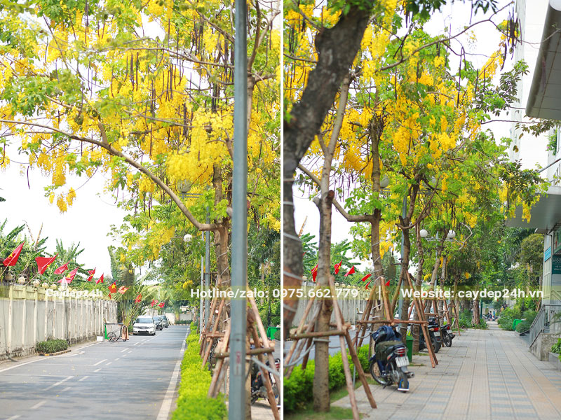Trồng cây Muồng Hoàng Yến thành hàng trên vỉa hè đường phố