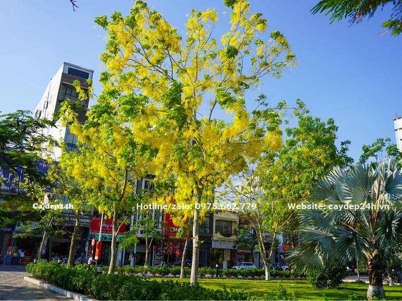 Cây hoa Muồng Hoàng Yến lâu năm trồng tại quảng trường đi bộ thành phố