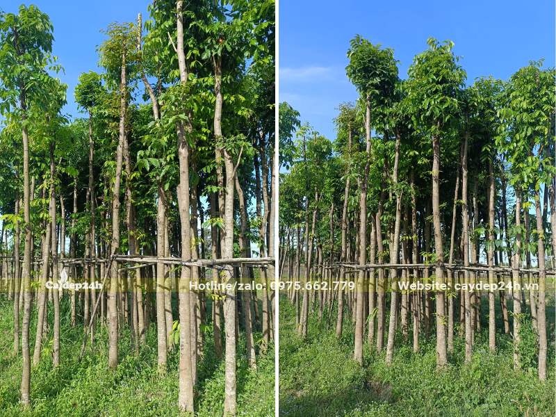 Cây Nhạc Nhựa công trình dâm ủ chiều cao khoảng 4 - 5m
