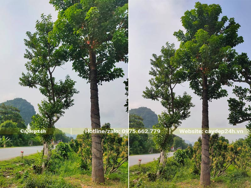 Cây Nhội công trình cao hơn 5m, thân thẳng tắp