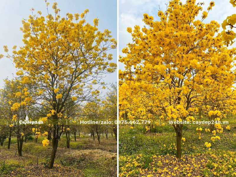 Vườn trồng cây Phong Linh lâu năm đang vào mùa hoa nở rộ