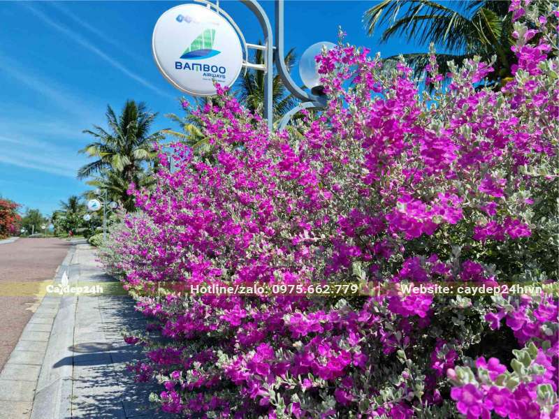 Hàng rào cây Tuyết Sơn Phi Hồng đang ra hoa rực rỡ