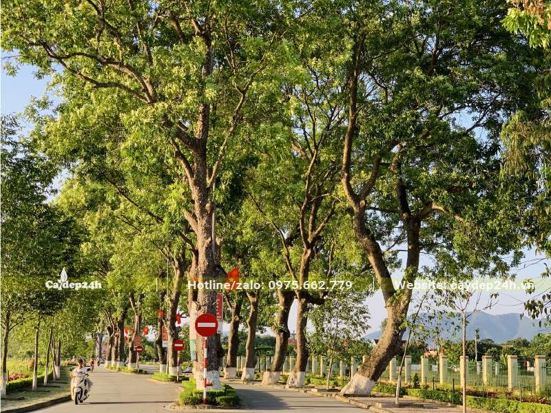 Hàng cây Xà Cừ lâu năm, gốc lớn, đường kính 40 - 50cm