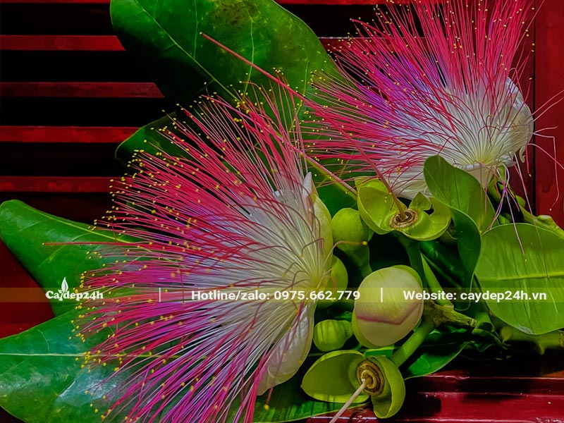 Hoa Bàng Vuông bung nở khoe những chỉ nhị màu hồng trắng xinh đẹp