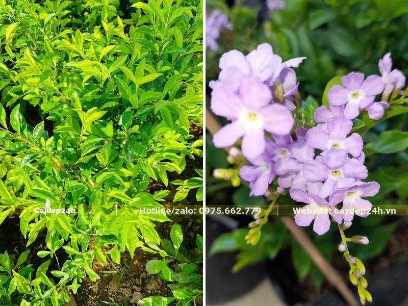 Cây Chuỗi Ngọc nở hoa