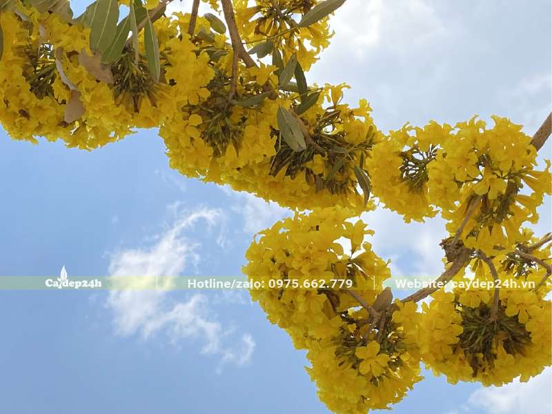 Chùm hoa vàng rực rỡ