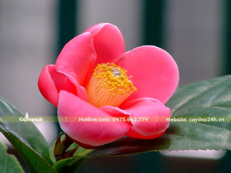 Bông hoa Hải Đường đỏ