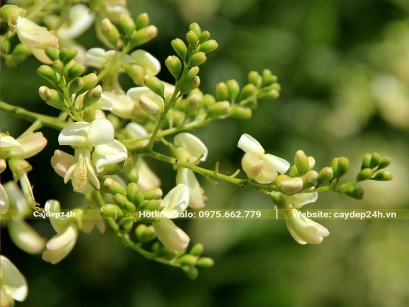 Hoa của cây Hòe có màu trắng pha chút vàng