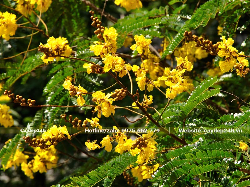 Chùm hoa vàng rực rỡ của cây Lim Xẹt