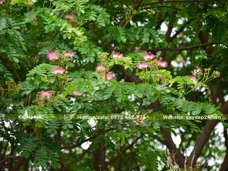Hoa Me Tây nở rộ màu hồng trắng nổi bật trên nền lá xanh