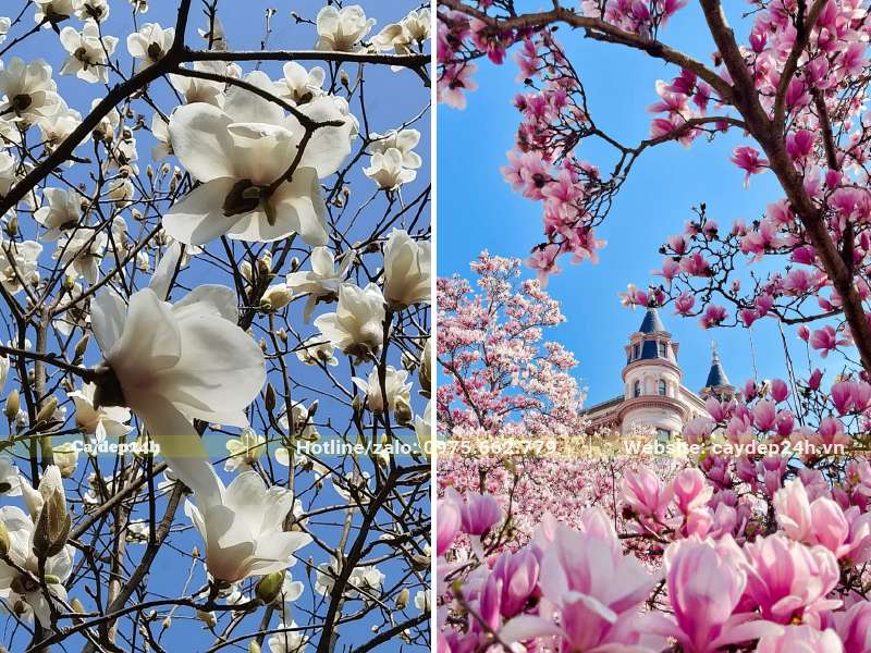 Hoa Mộc Lan Trắng và hồng là hai loại được trồng phổ biến nhất