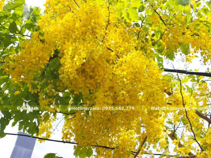 Những chùm hoa Muồng Hoàng Yến lớn đang buông rủ vô cùng đẹp mắt