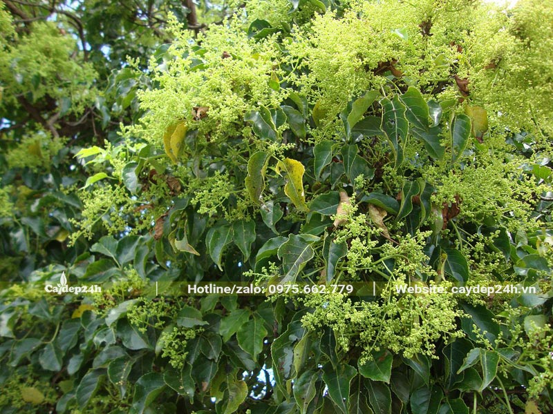 Chùm hoa mùa xanh vàng của cây Nhội công trình