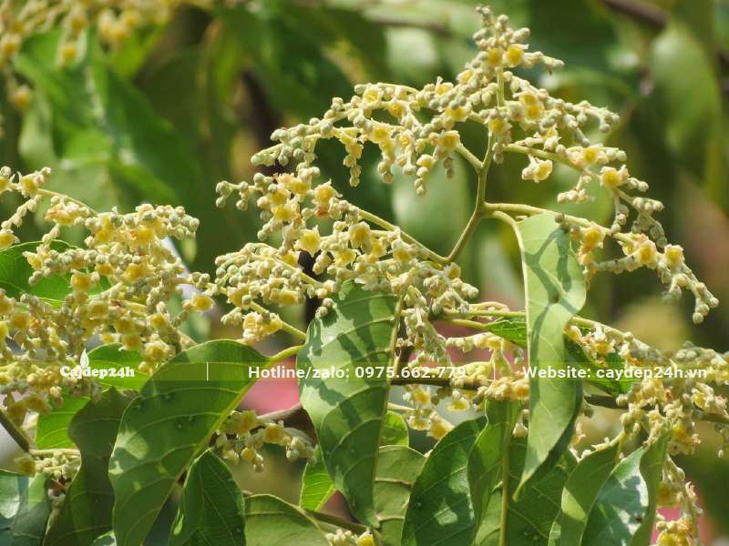 Chùm hoa sao đen mọc tập trung ở ngọn cành