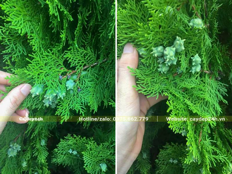 Trắc Bách Diệp ra nón