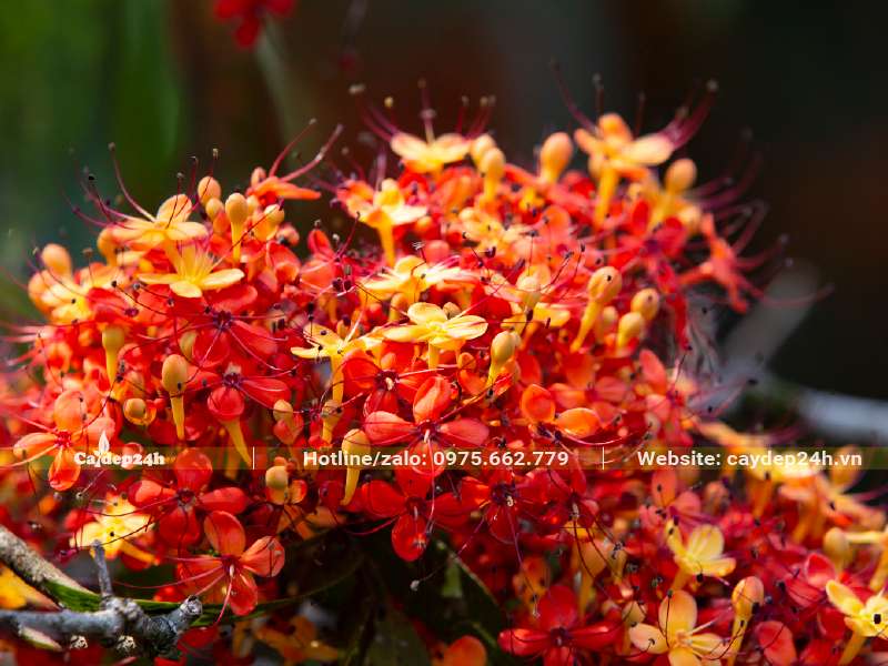 Chùm hoa của cây Vàng Anh nhìn hình thái khá giống với cây hoa Mẫu Đơn đỏ