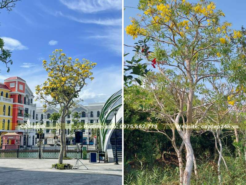 Trồng cây Chuông Vàng tại một khu đô thị của Vinhomes