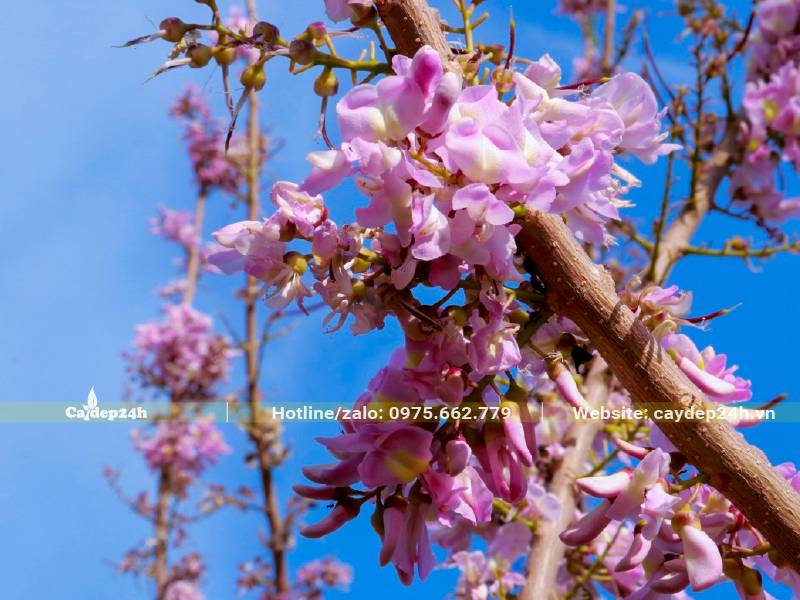 Chùm hoa Đỗ Mai bung nở