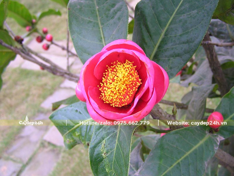 Bông Hoa Hải Đường Đỏ đường kính 4 - 5cm