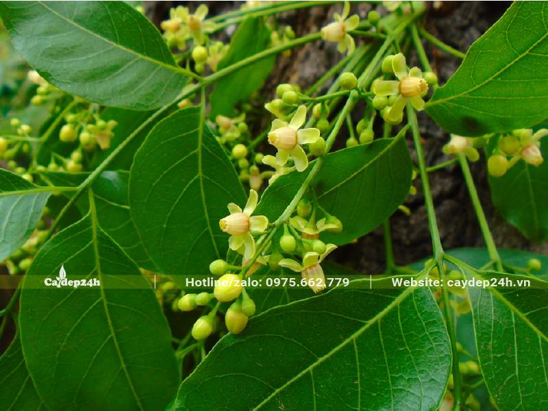 Cành hoa cây Nhạc Ngựa