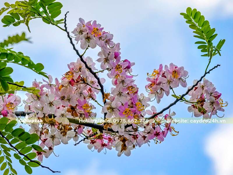 Chùm hoa Muồng Anh Đào nở rộ