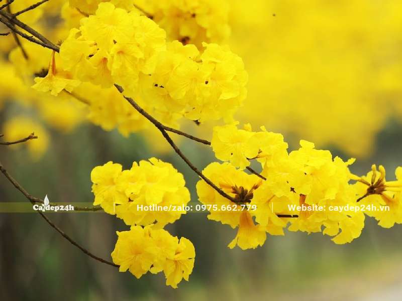 Mùa hoa Phong Linh vàng