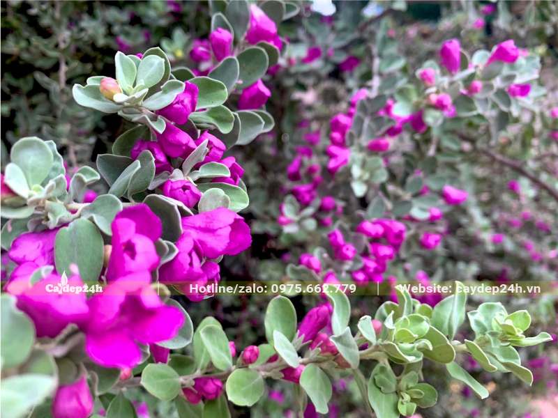 Những chùm hoa Tuyết Sơn Phi Hồng màu hồng tím xinh đẹp