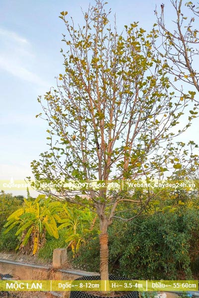Mộc Lan công trình chiều hơn khoảng 4m, trồng trong bầu nổi