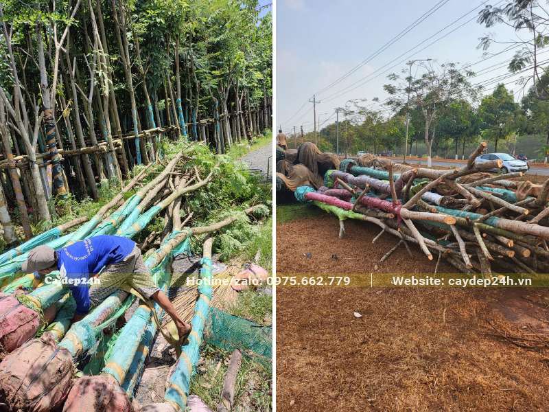 Chọn lọc nhưng cây Lim Xẹt dâm ủ đường kích gốc 20cm để giao cho khách hàng