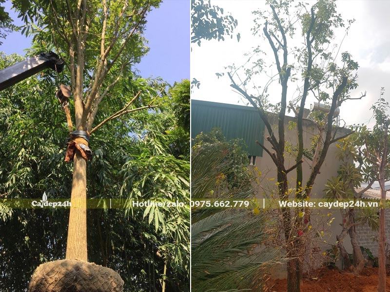 Cẩu cây từ xe chuyển vào nơi trồng