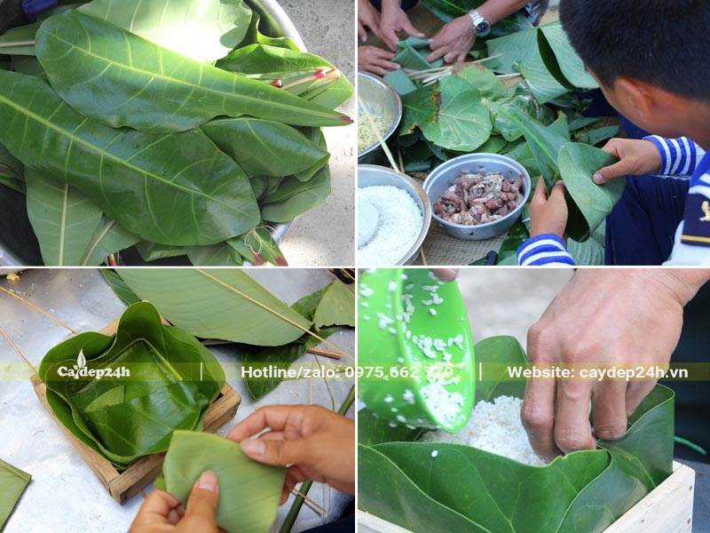 Dùng lá cây Bàng Vuông để gói bánh trưng