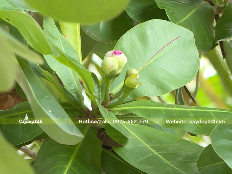 Cành lá cây Bàng Vuông đang ra nụ