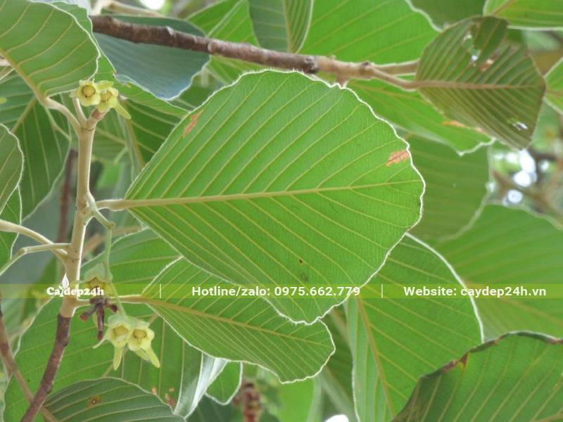 Hình dáng lá của cây Dầu Rái với những cặp gân đối xứng