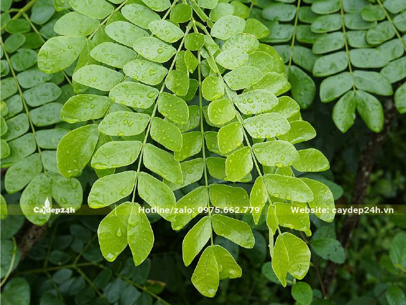 Chùm lá Me Tây non màu xanh vàng bắt mắt