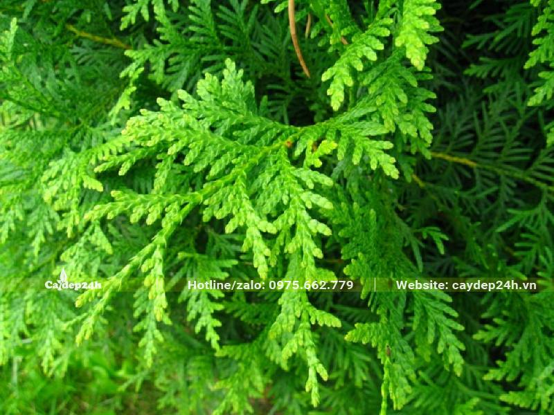 Tán lá của cây Trắc Bách Diệp